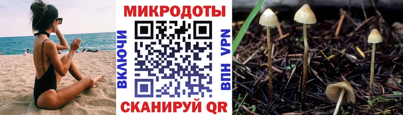 Галлюциногенные грибы Psilocybe  Нефтекумск 